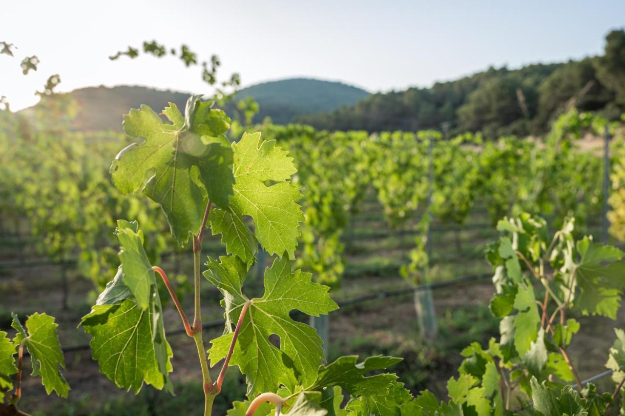 Rondaia, A Winery & Fincahotel-agroturismo In Tramuntana *