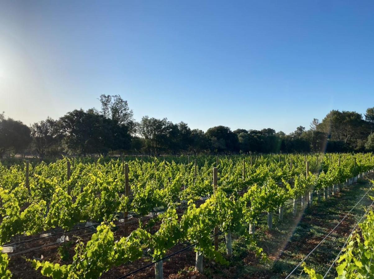 Dos Caballeros Winery & Vacation Chalet Llubi