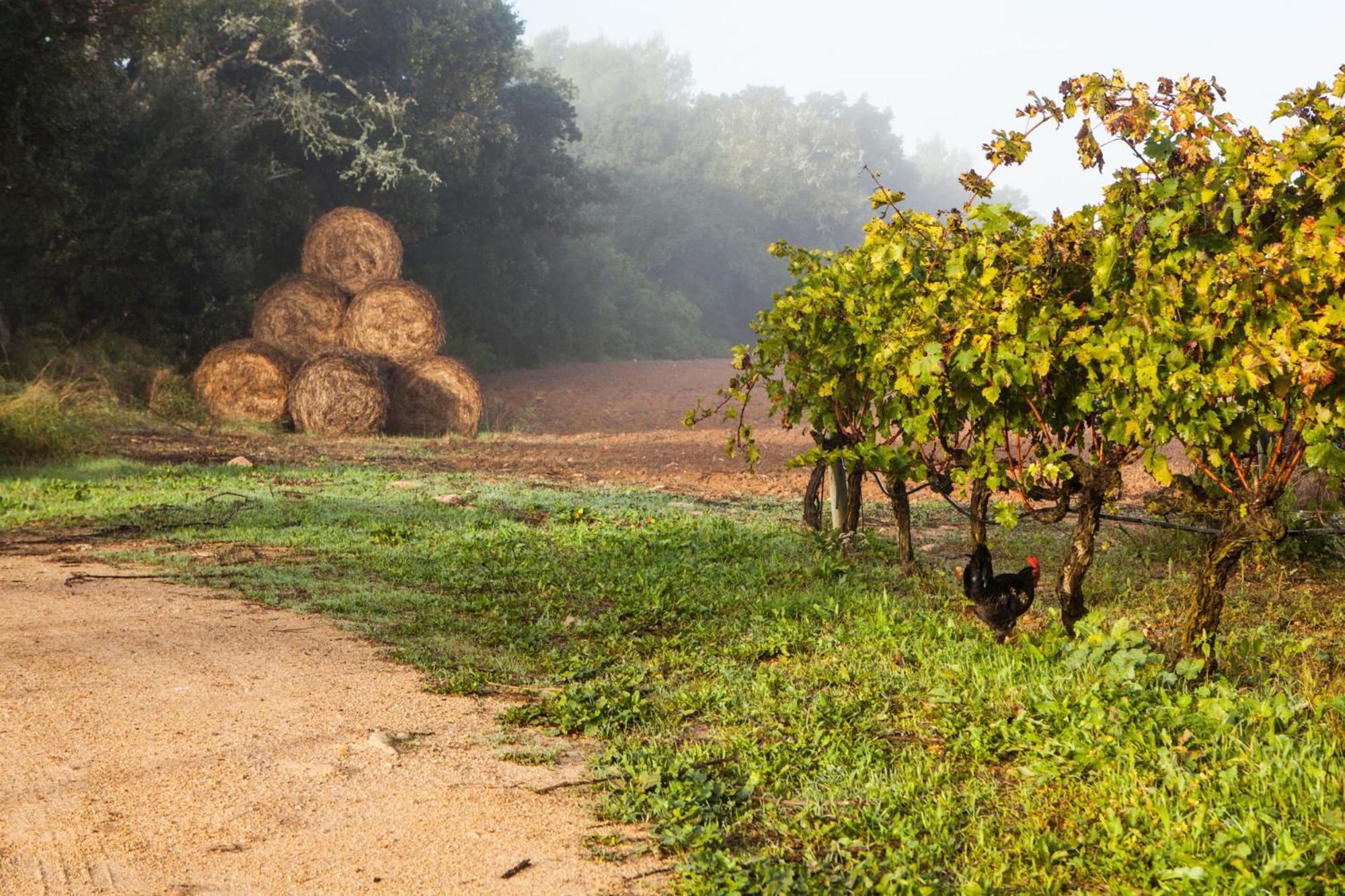 Oliver Moragues Grandhouse & Vineyard *