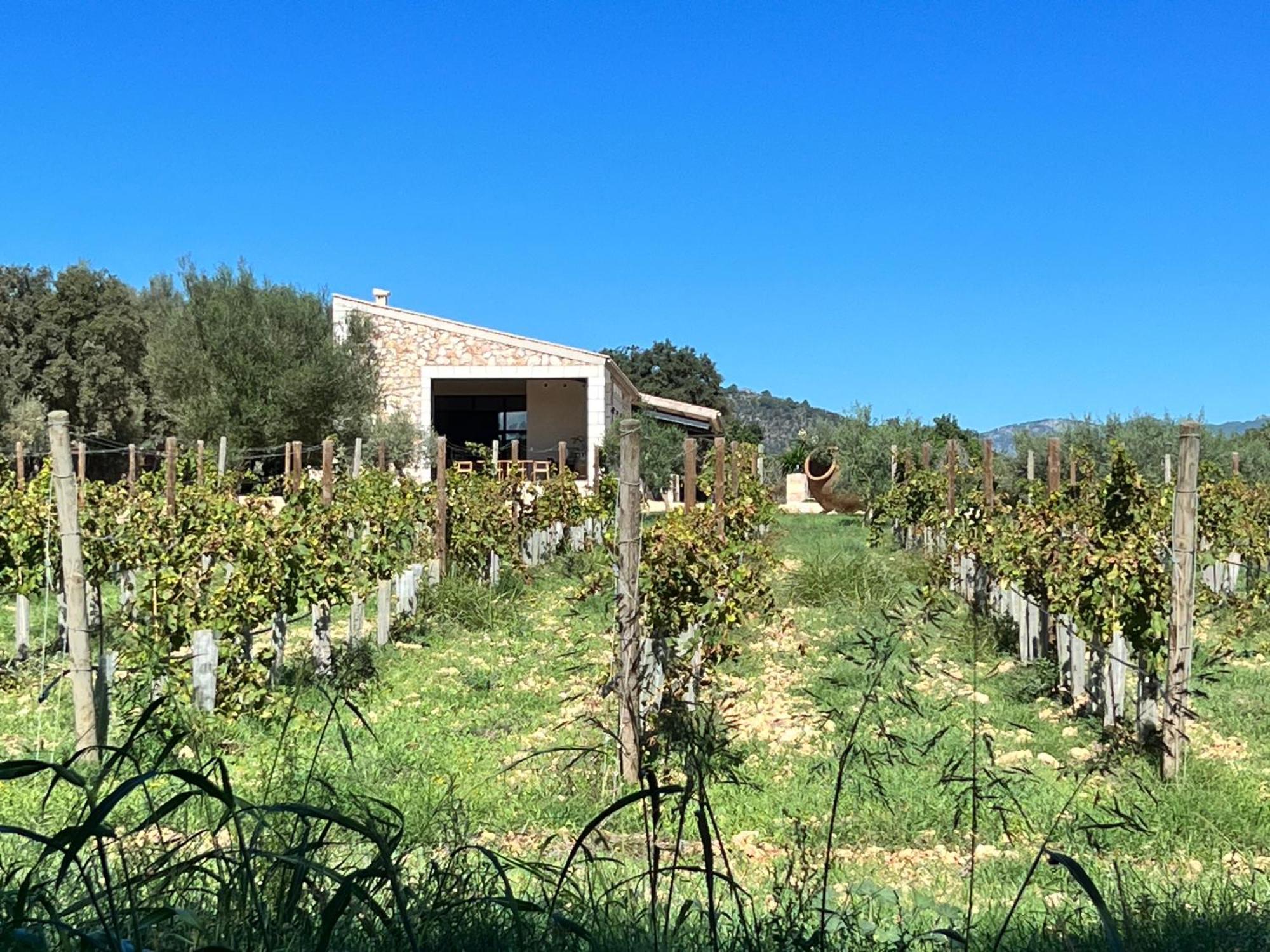 Dos Caballeros Winery & Vacation Chalet