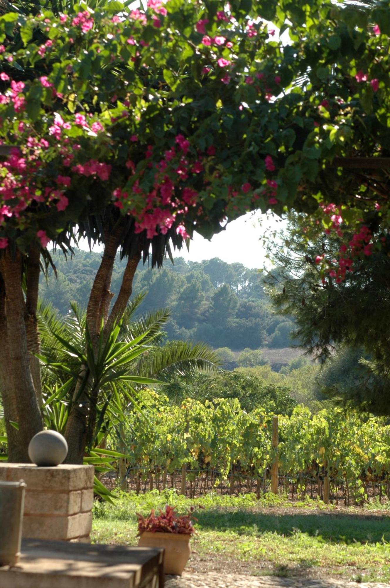 Oliver Moragues Grandhouse & Vineyard *
