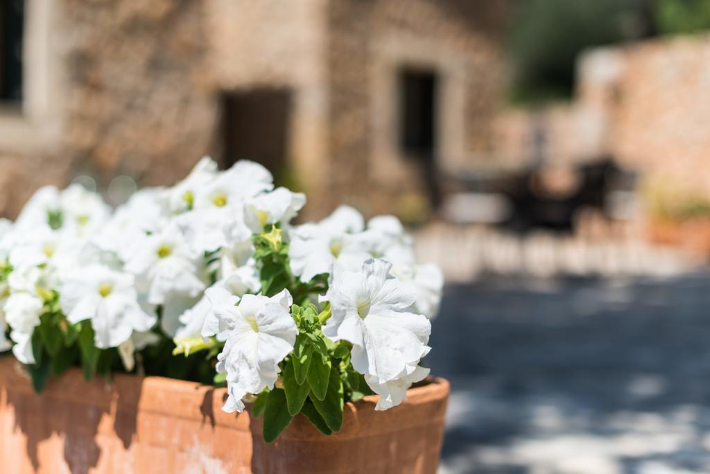 Es Pinar Villa Alaro