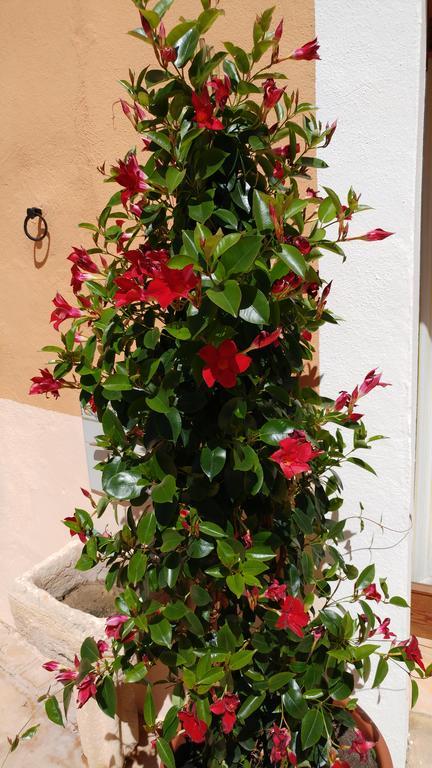 S'hort De N'andreu Llucmajor (Mallorca)