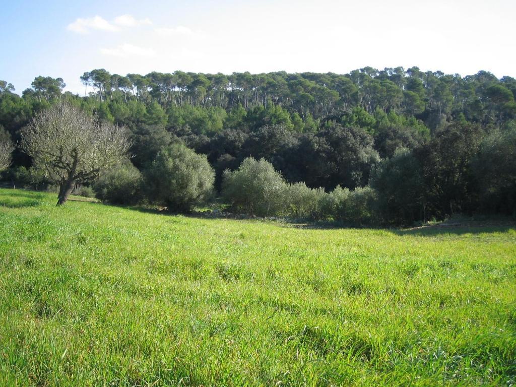 Oliver Moragues Grandhouse & Vineyard Country house Algaida (Mallorca)