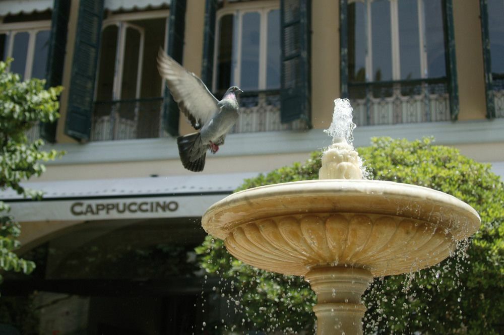 Cappuccino - Palma