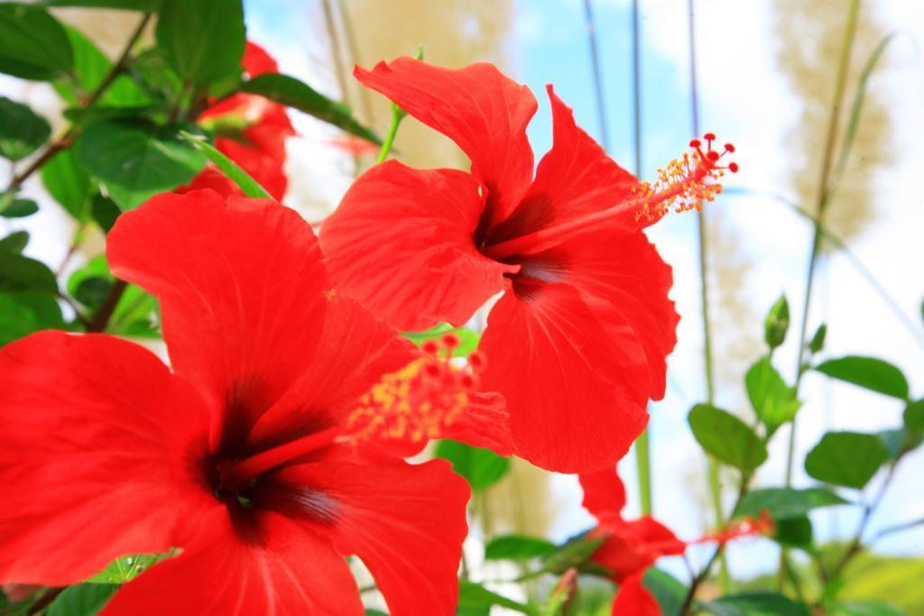 Columbus Family Boutique Guest house Peguera